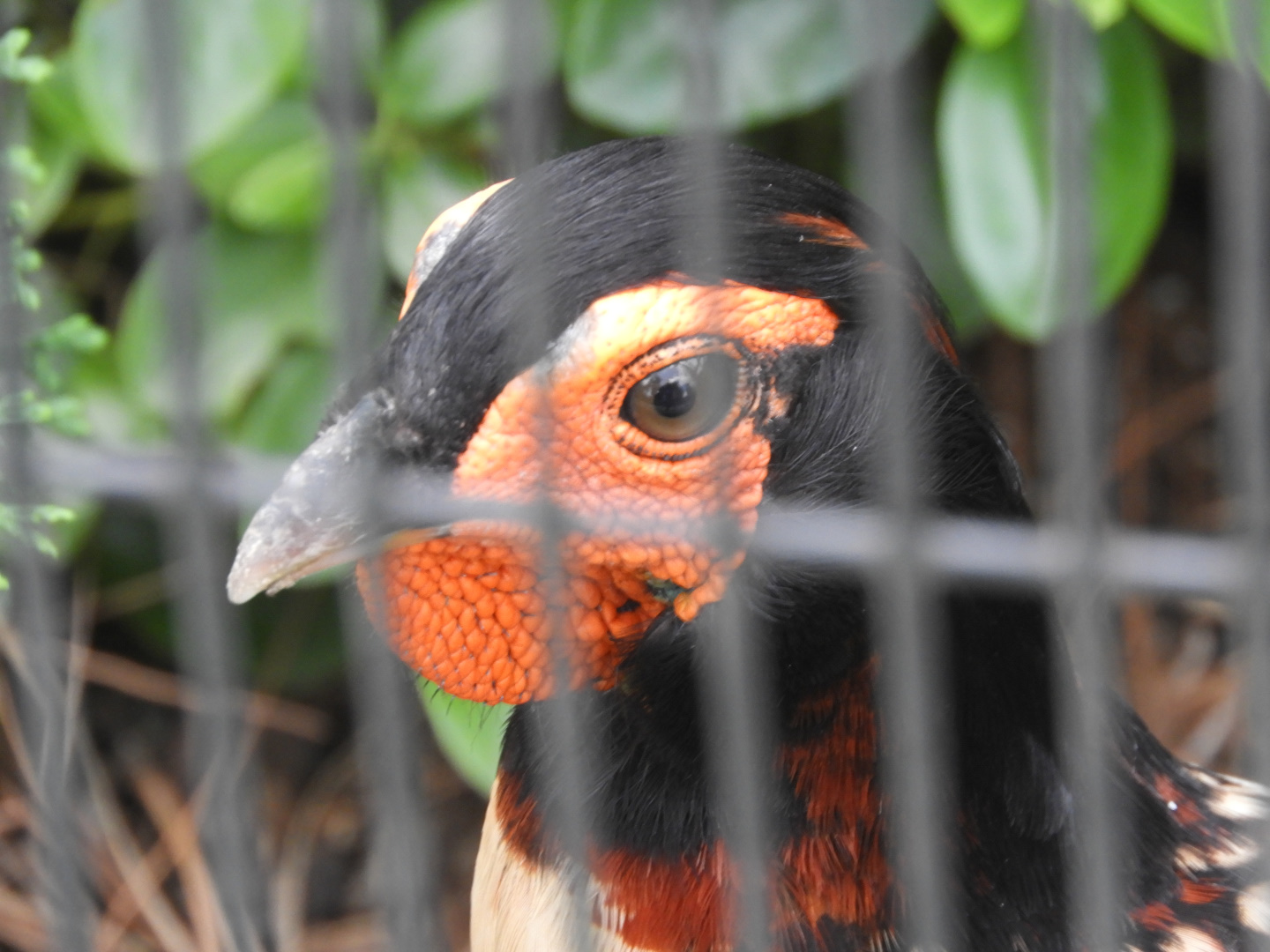 Cabot's Tragopan (Tragopan caboti)