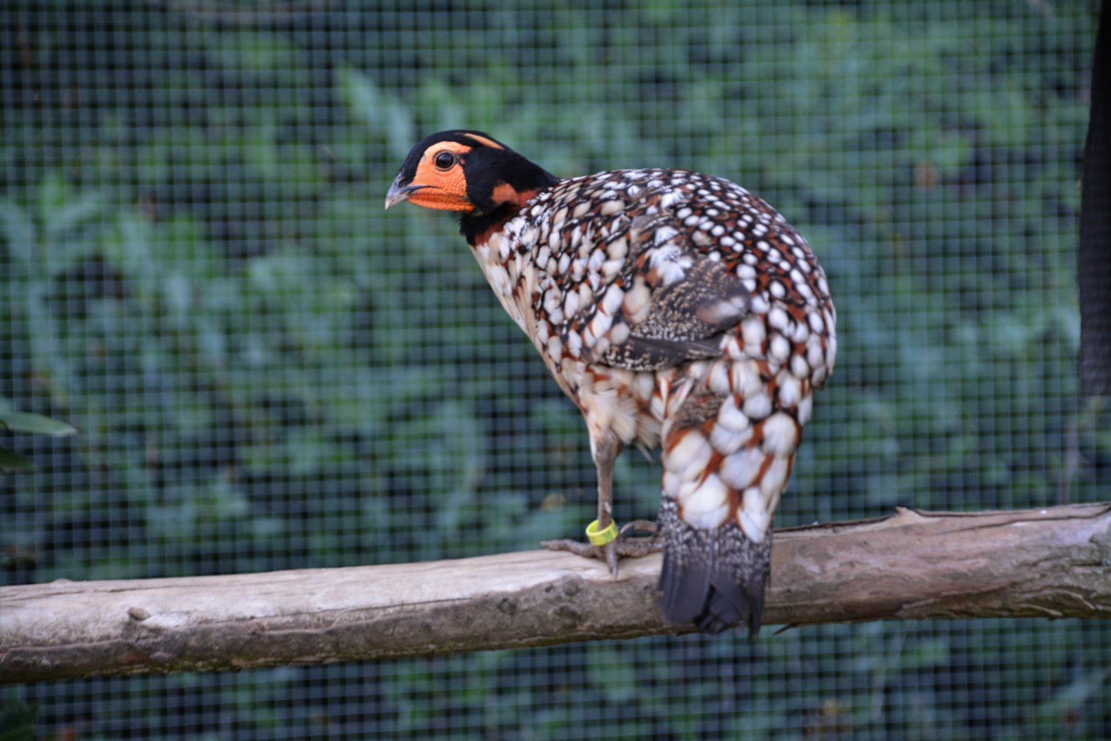 Cabot's tragopan (Tragopan caboti)