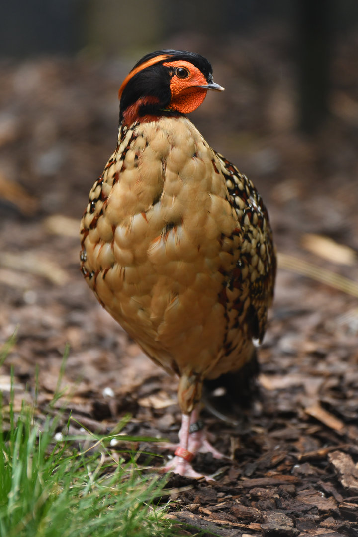 Cabot's Tragopan Tragopan caboti