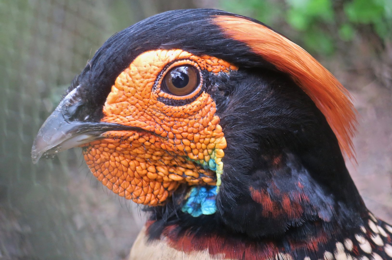 Cabot's Tragopan (Tragopan caboti)