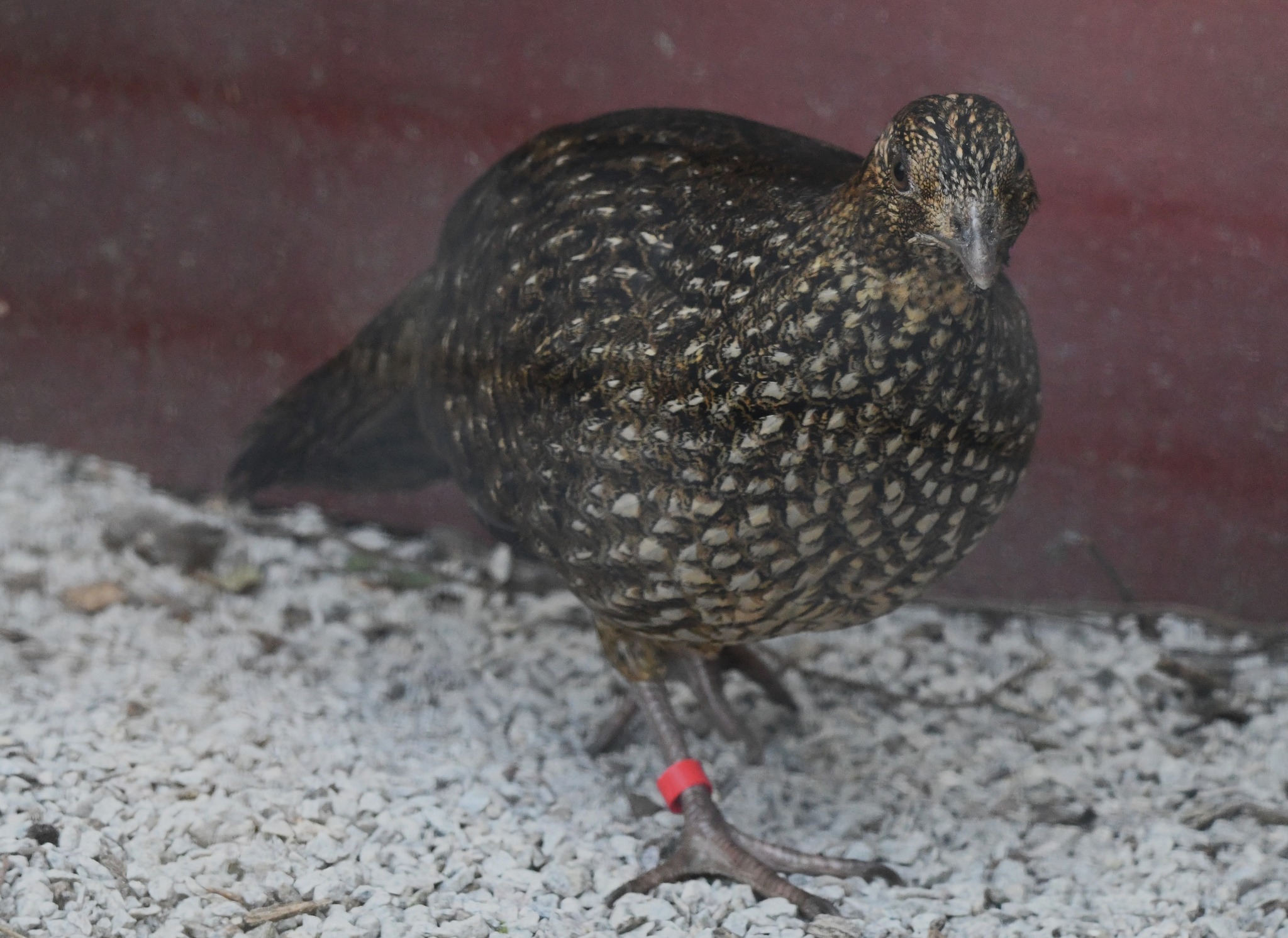 Cabot's Tragopan - Tragopan caboti