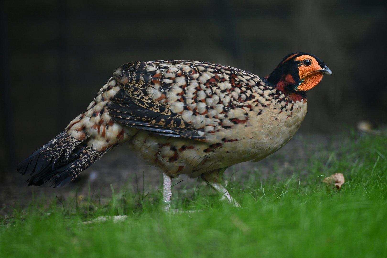 Cabot's Tragopan Tragopan caboti