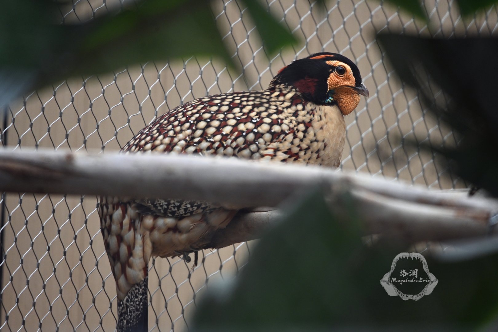 Cabot's tragopan/Tragopan caboti