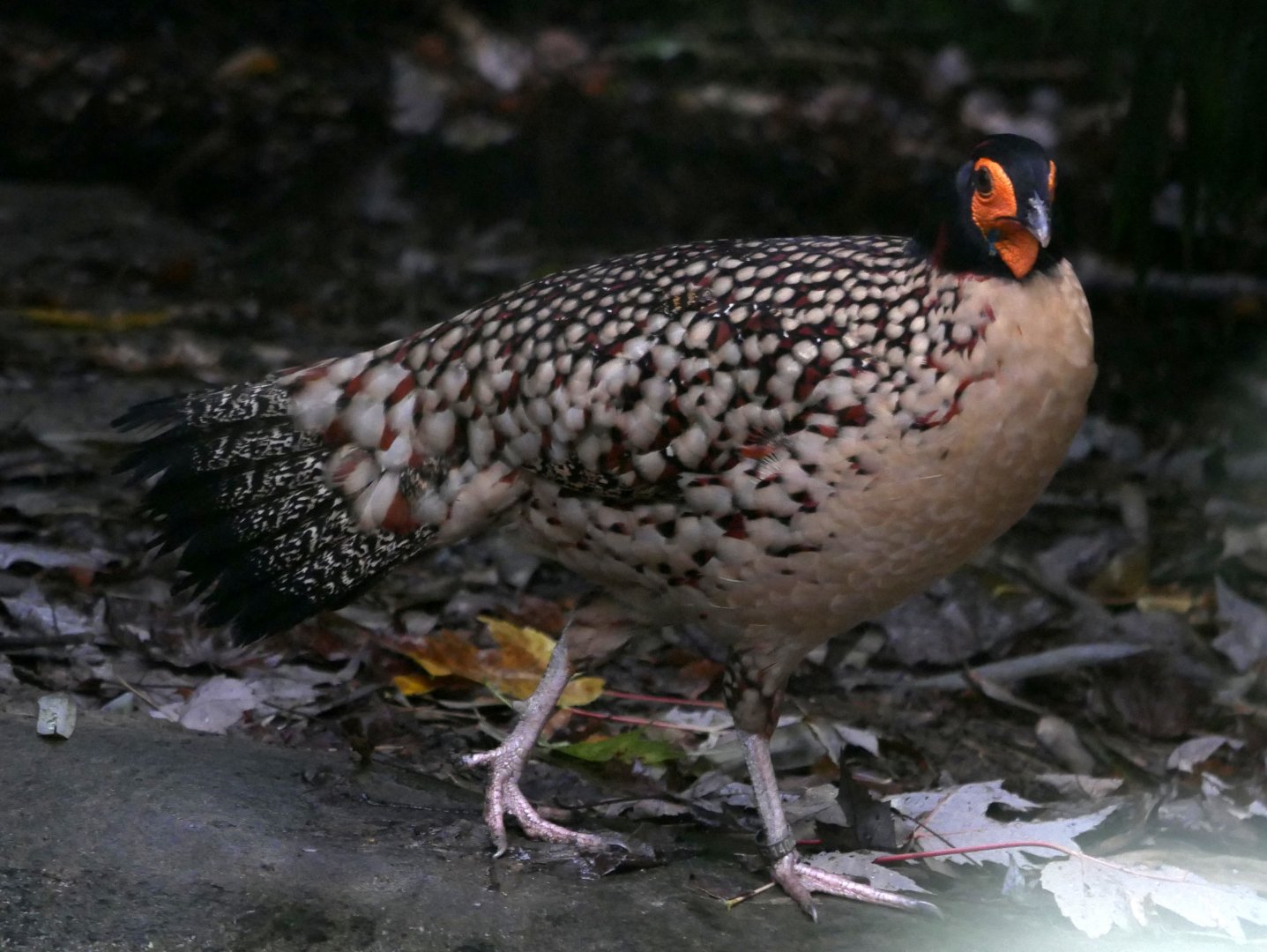 Cabot's tragopan (Tragopan caboti)
