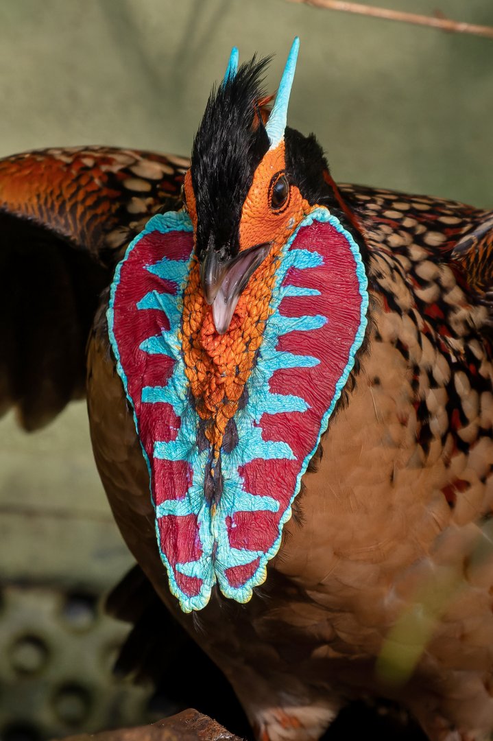 Cabot's tragopan (Tragopan caboti)