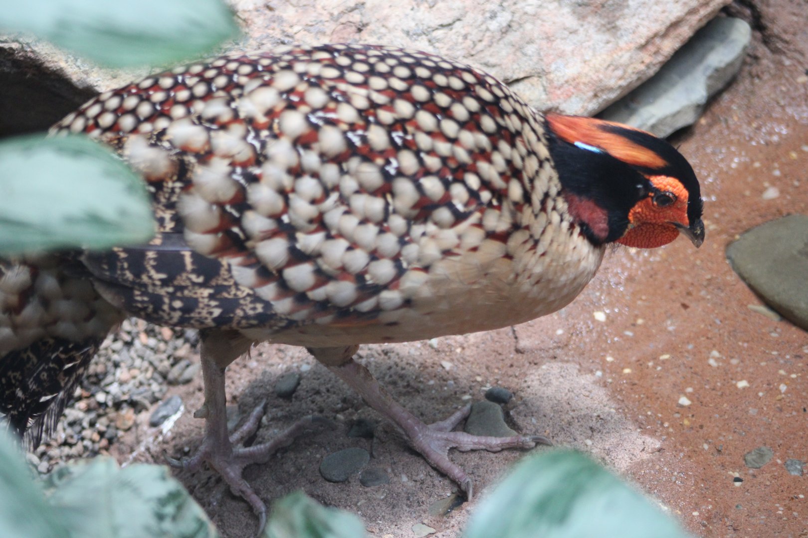 Cabot’s Tragopan (Tragopan caboti)