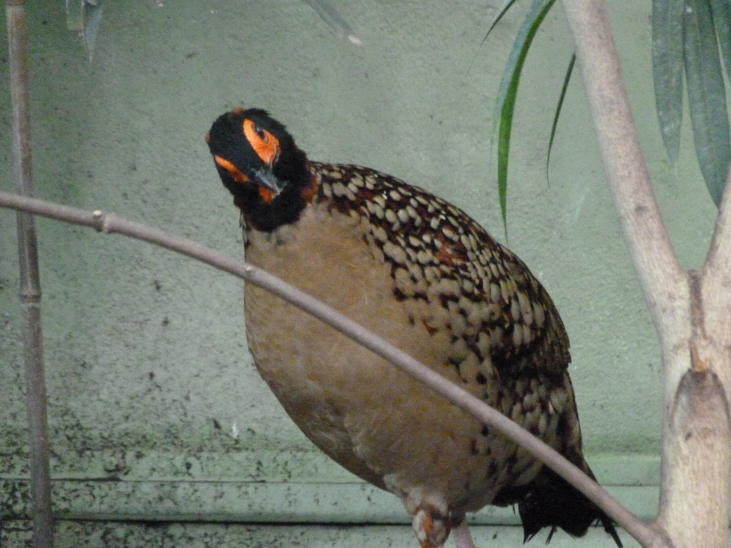 Cabot's tragopan -Zoo Praha (2025)