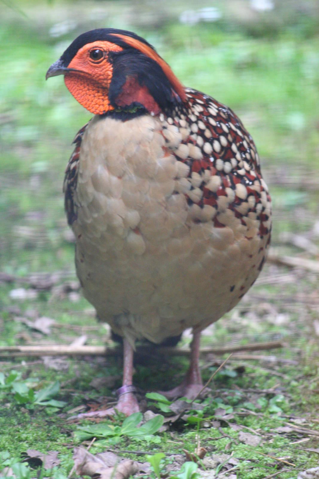 Cabot's Tragopan
