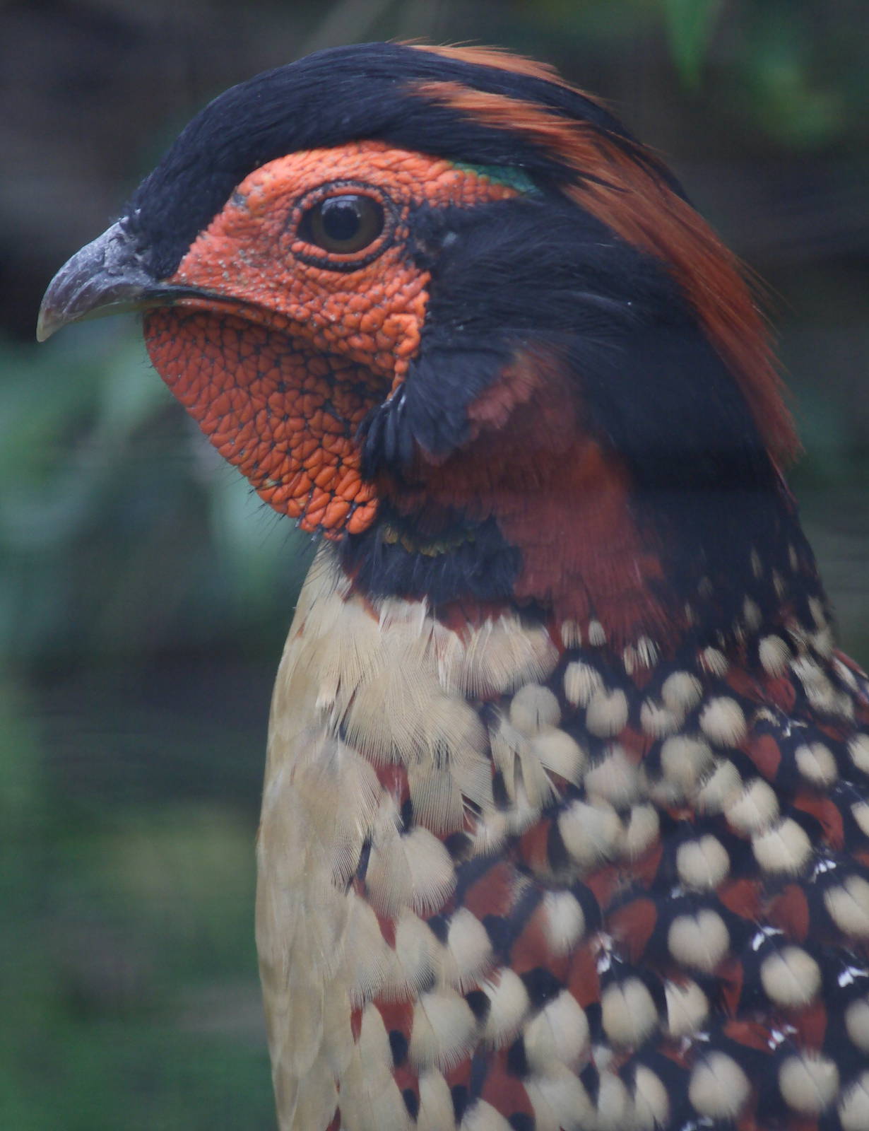 Cabot's tragopan