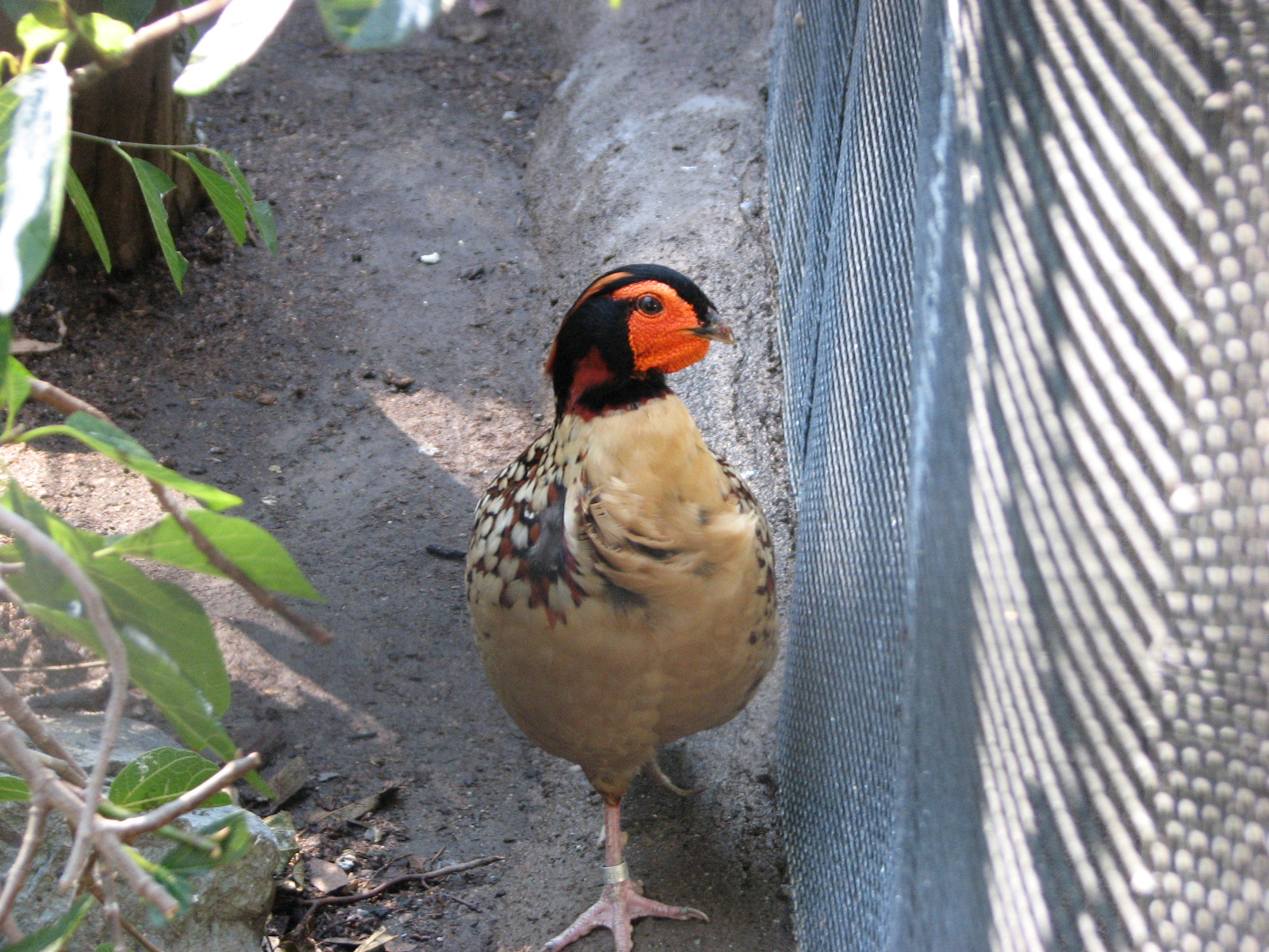 Cabot's Tragopan