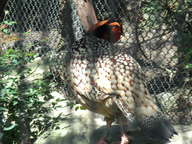 Cabot's Tragopan