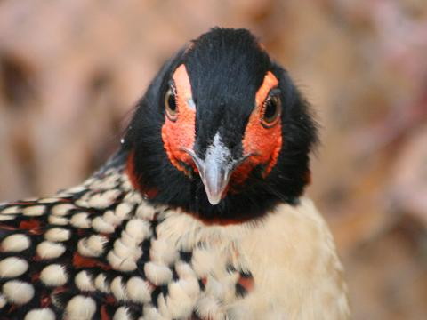 Cabot's Tragopan