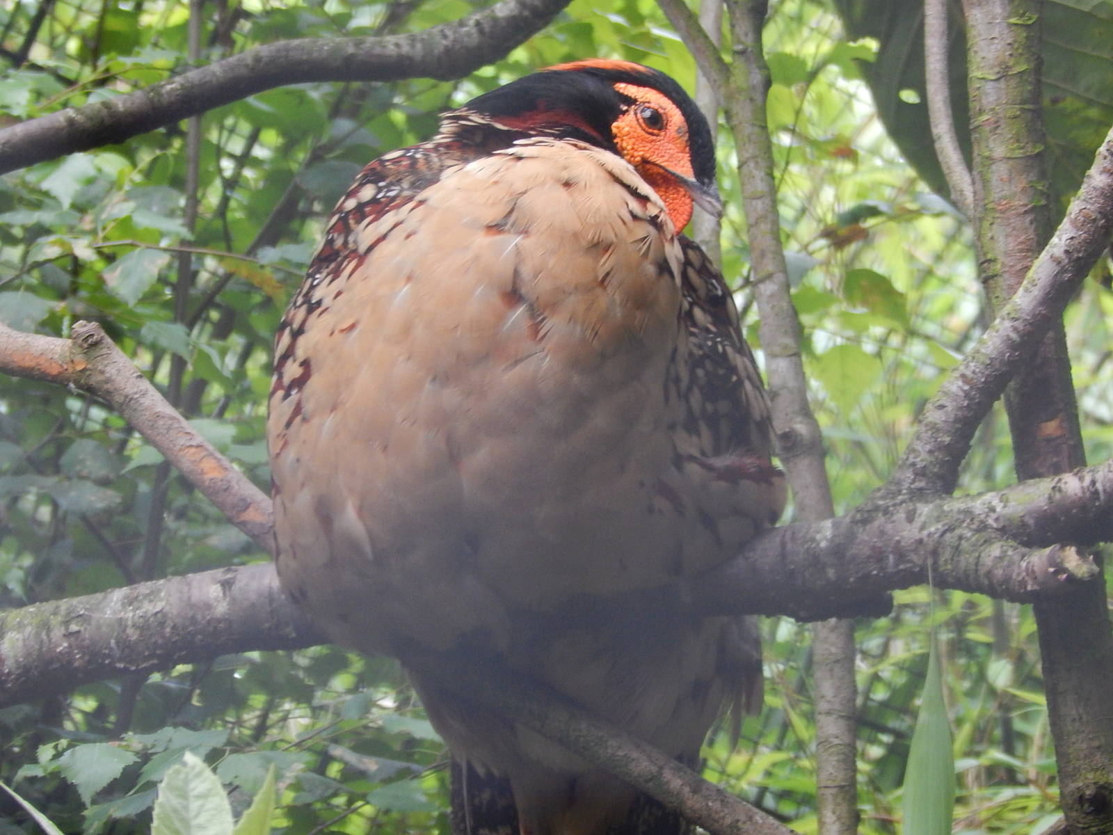 Cabot's Tragopan