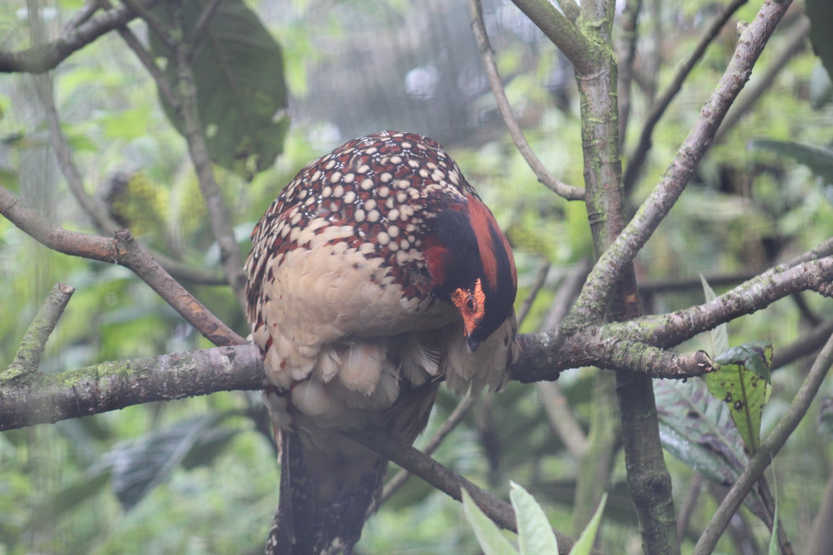 Cabot's Tragopan