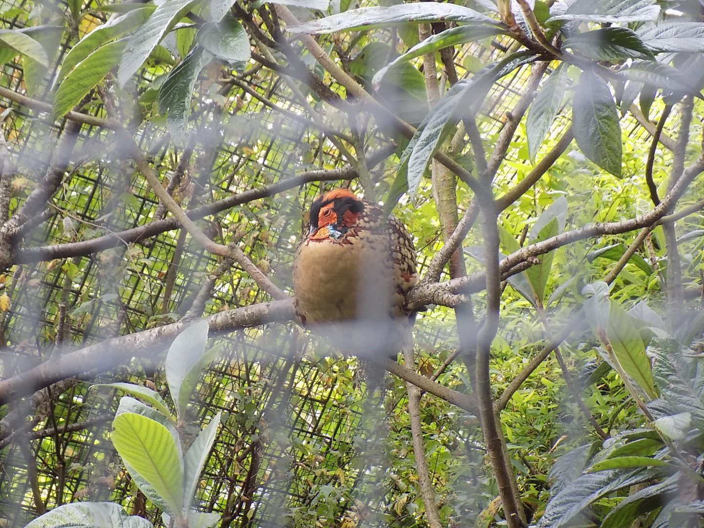 Cabot's Tragopan