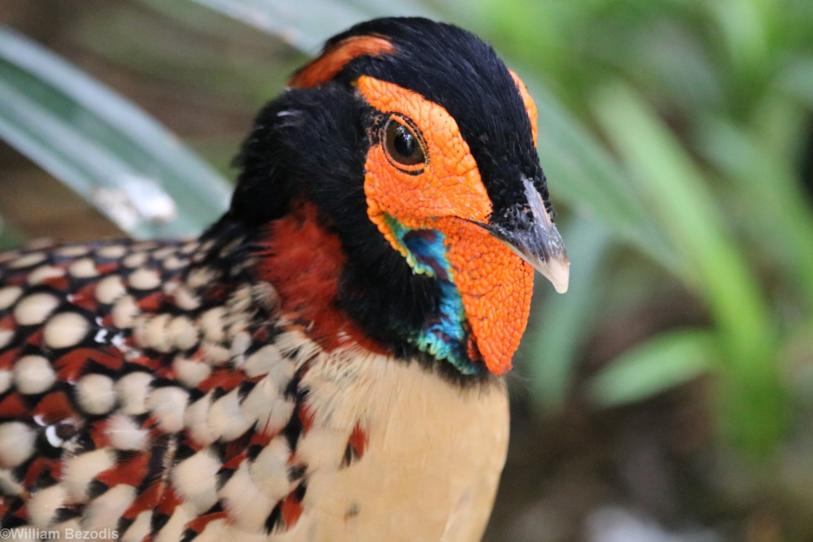 Cabot's Tragopan