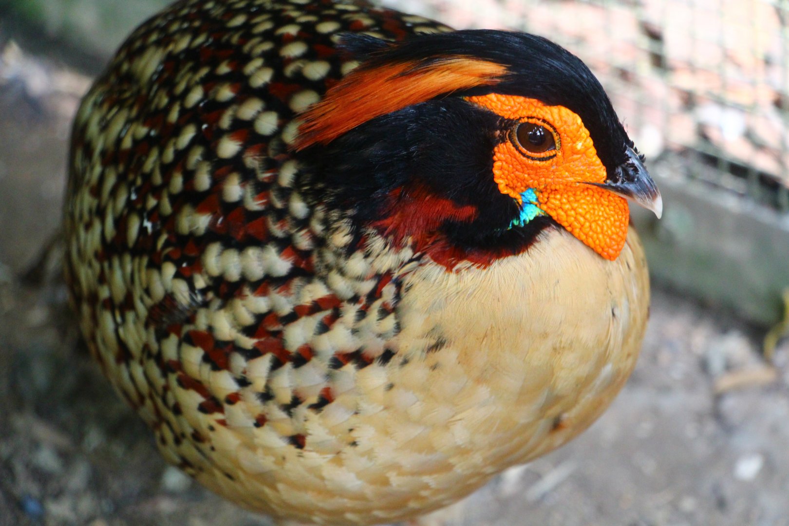 Cabot's Tragopan