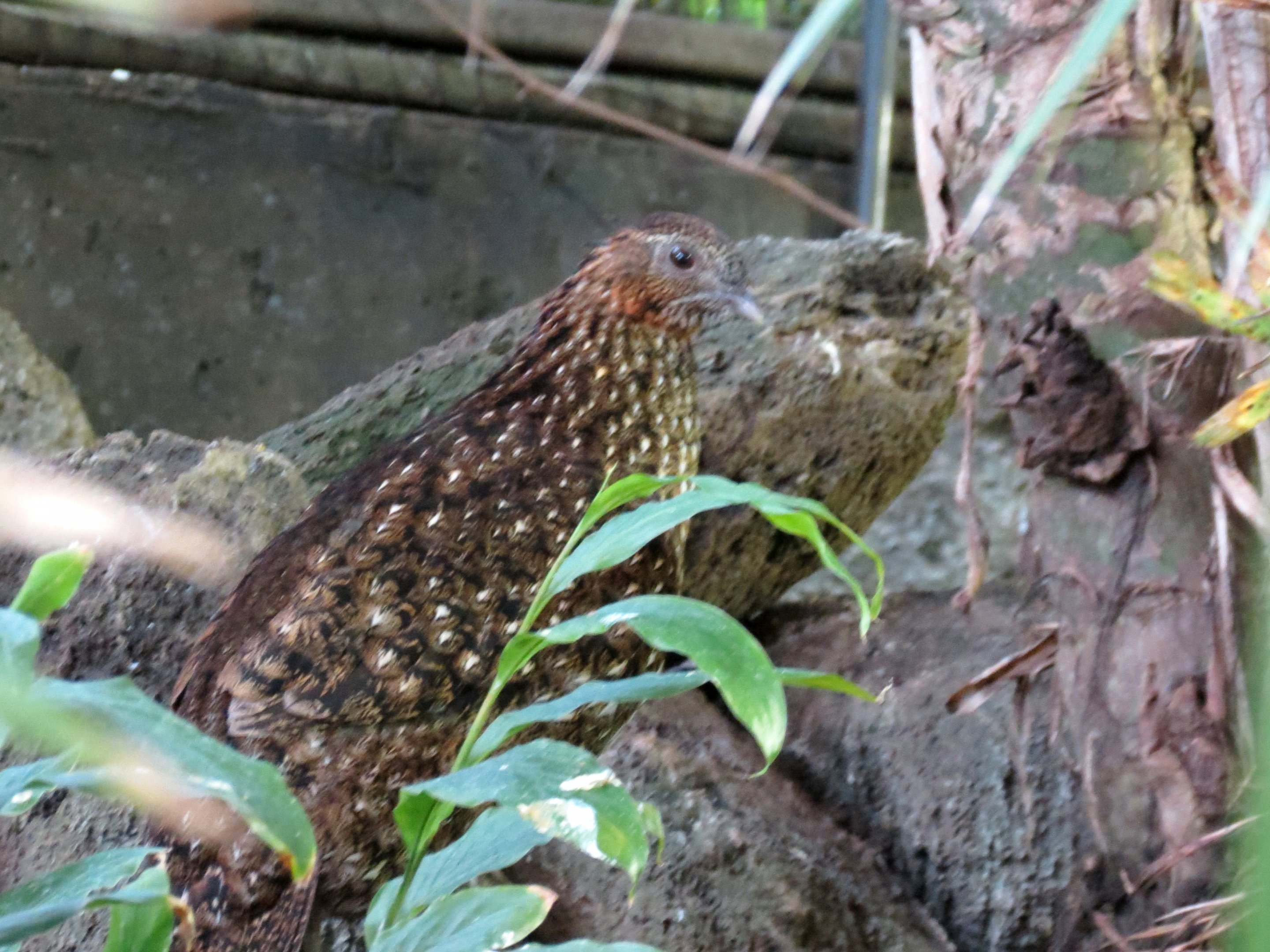 Cabot's Tragopan