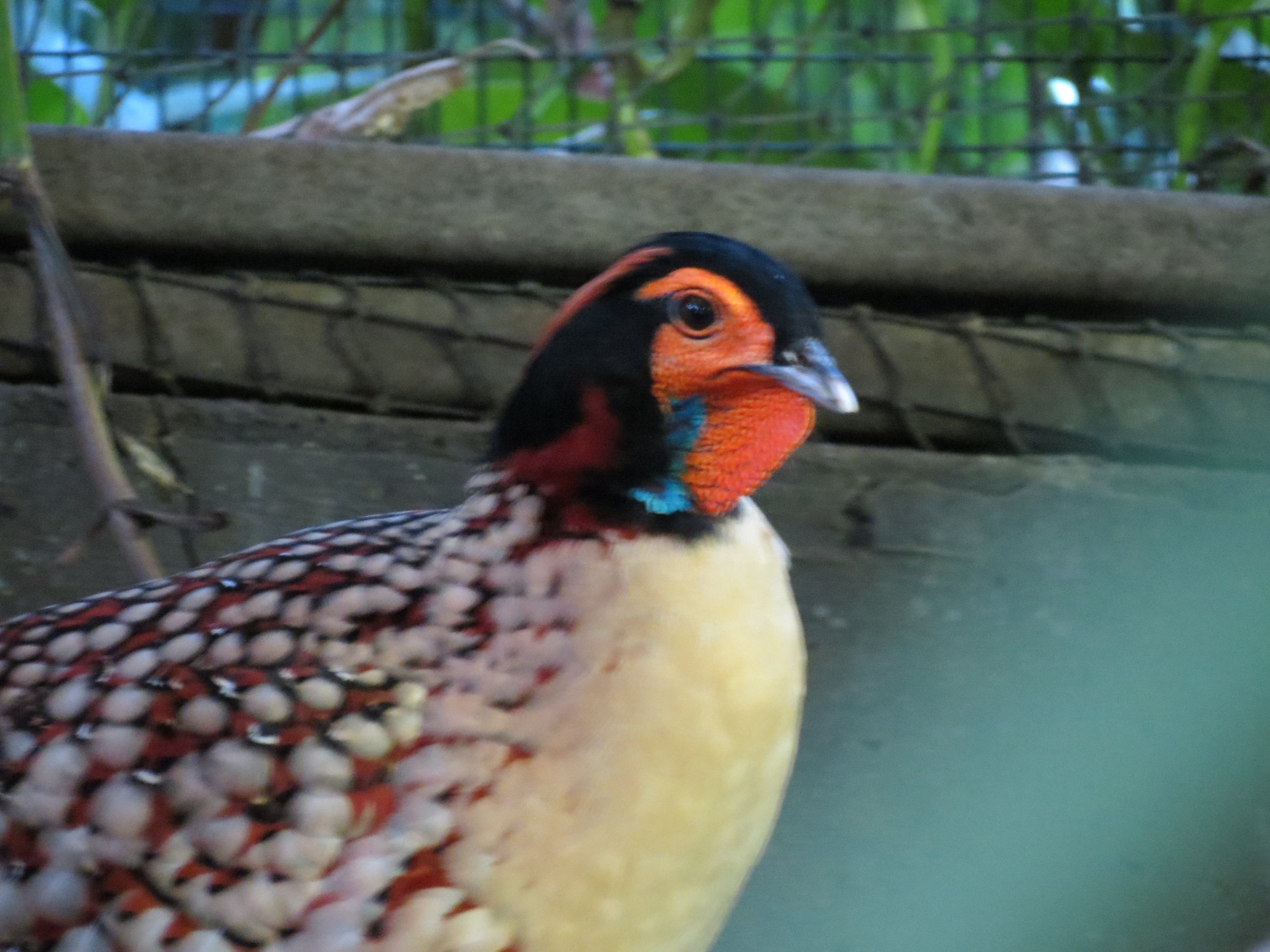 Cabot's Tragopan