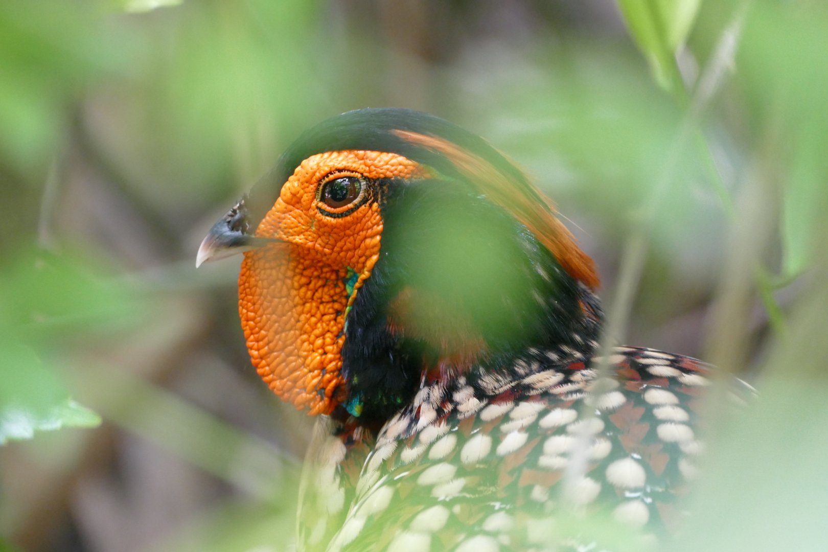 Cabot's tragopan
