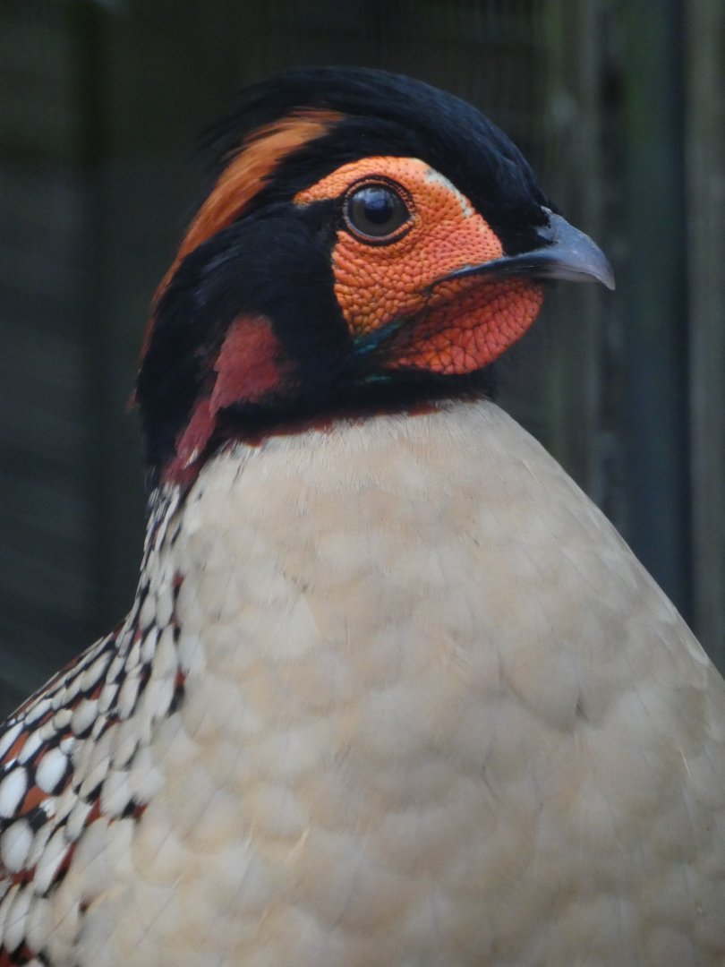 Cabot's tragopan