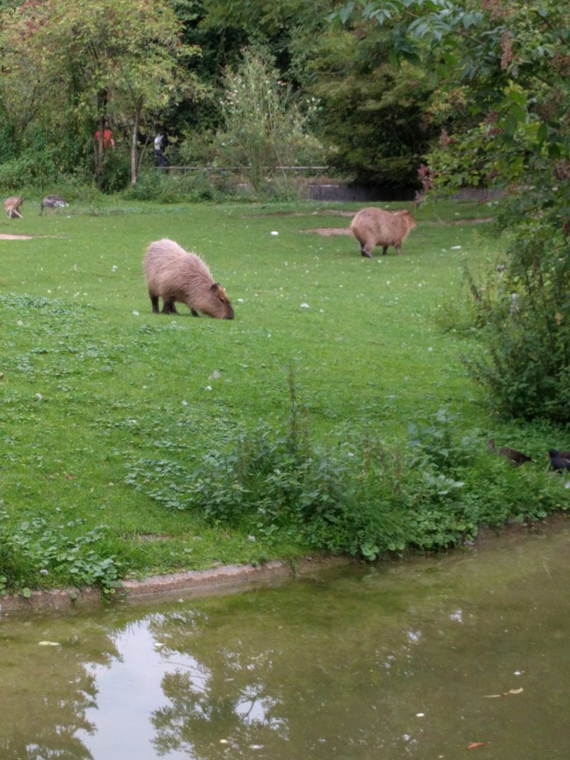Cabybara in large Mixed South American Enclosure