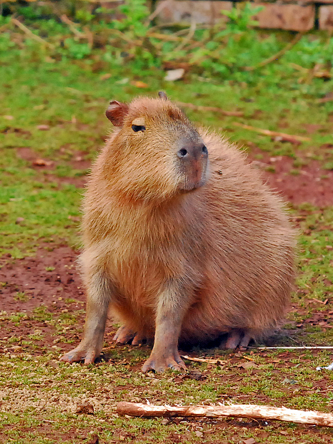 cabybara