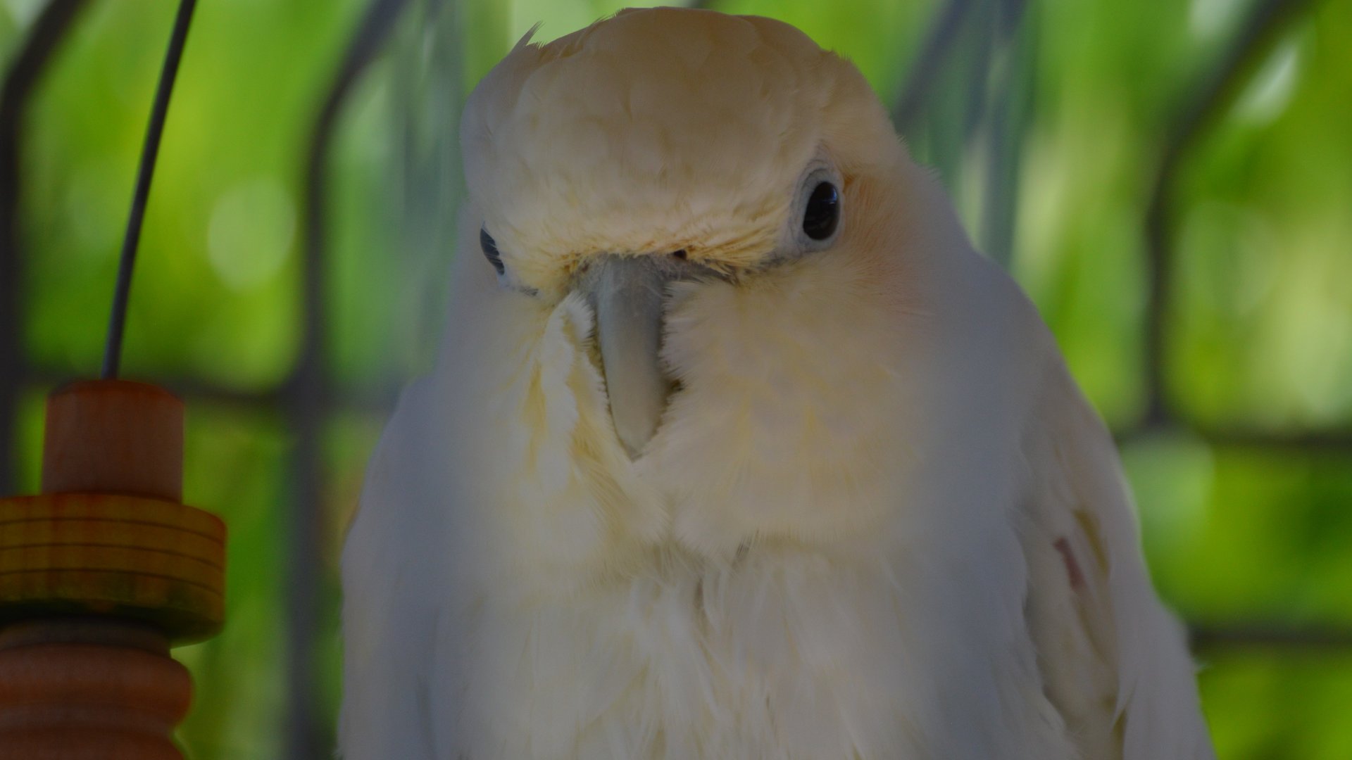 Cacatua haematuropygia