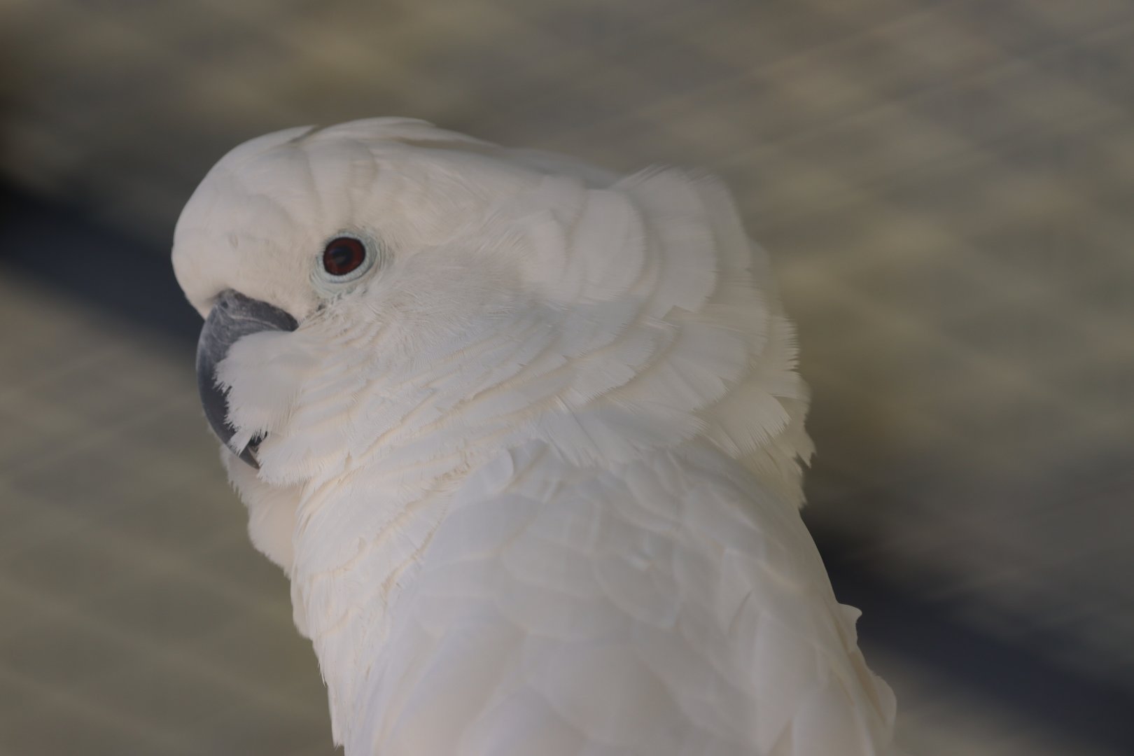 Cacatua ID