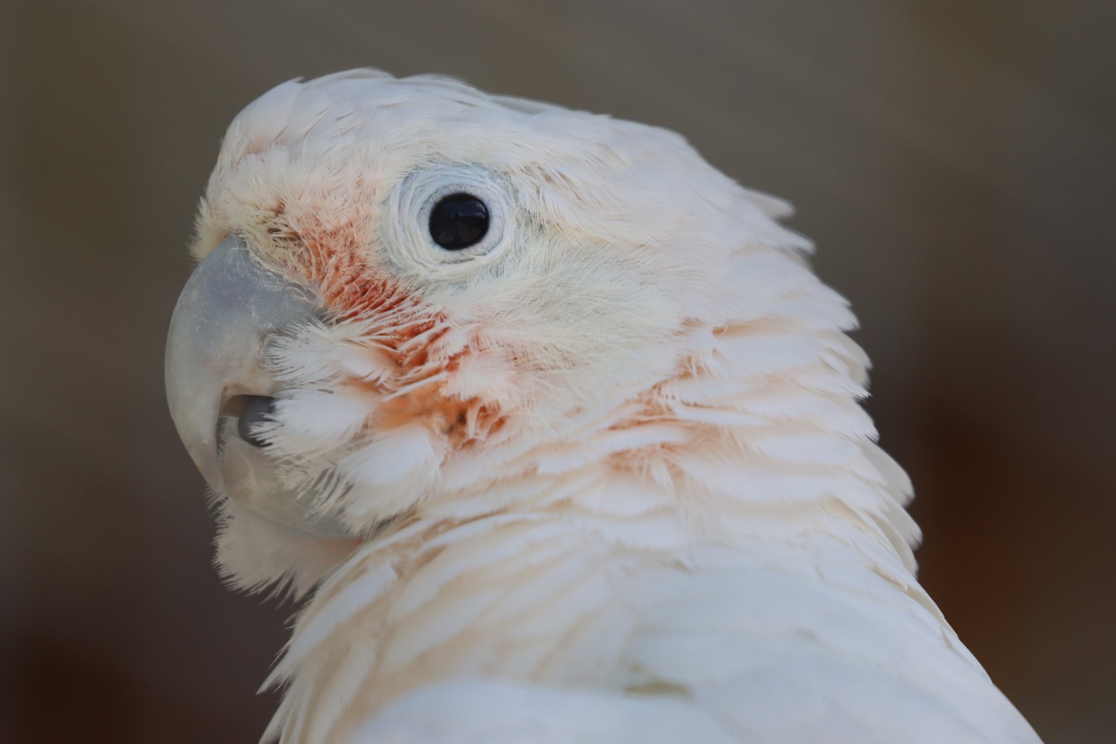 Cacatua ID
