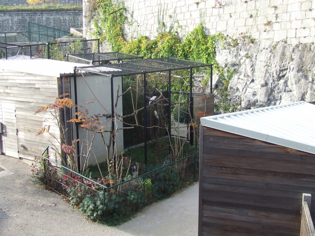 Cacatua moluccensis exhibit