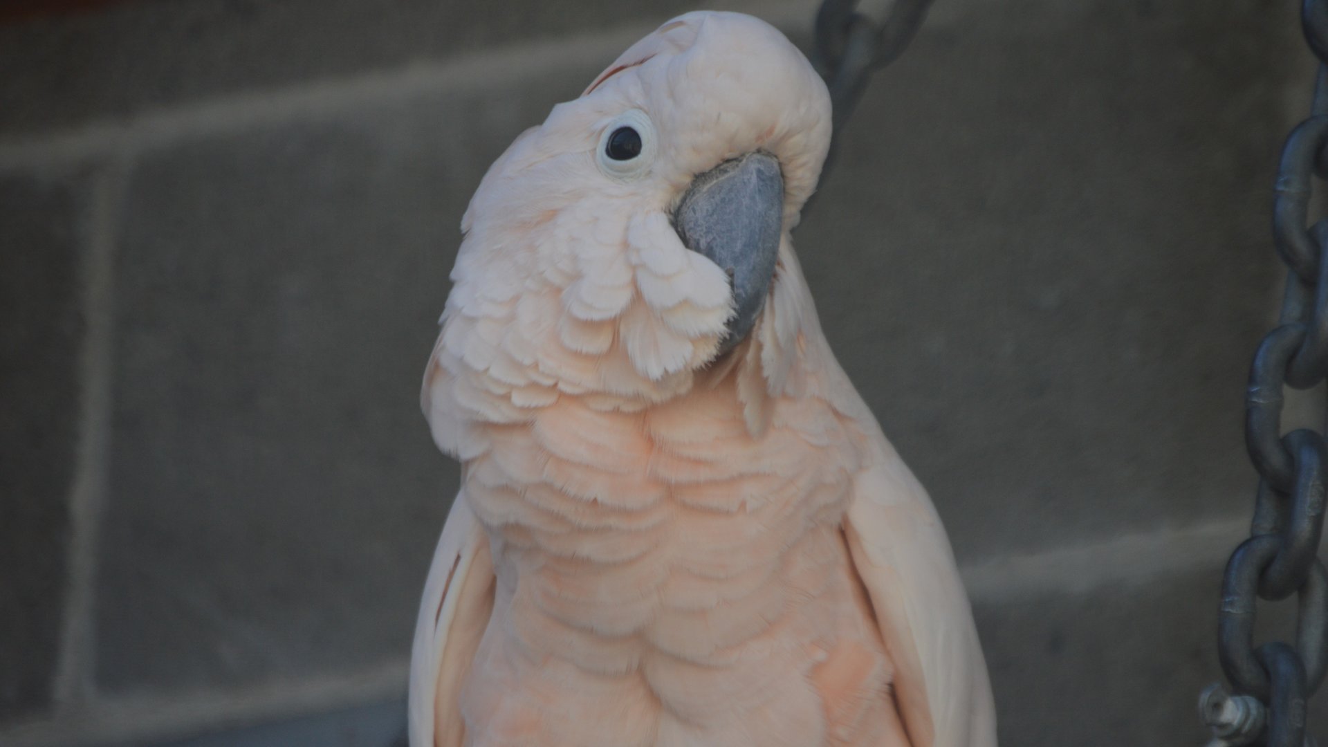 Cacatua moluccensis (Molu)