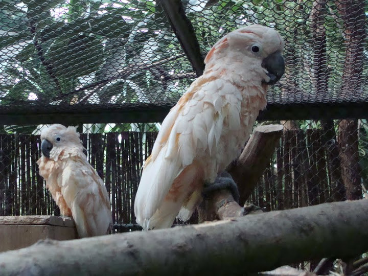 Cacatua moluccensis
