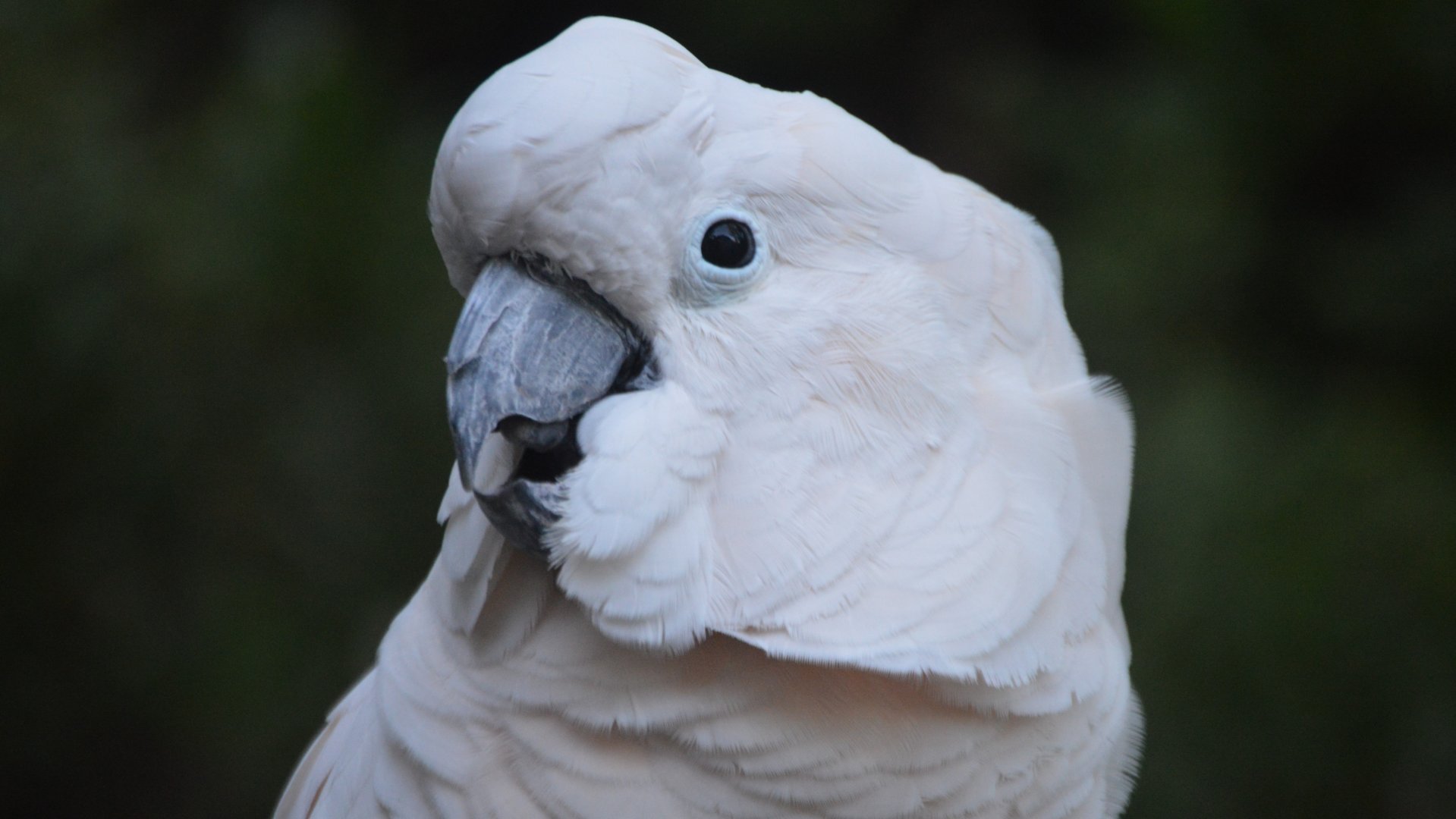 Cacatua moluccensis