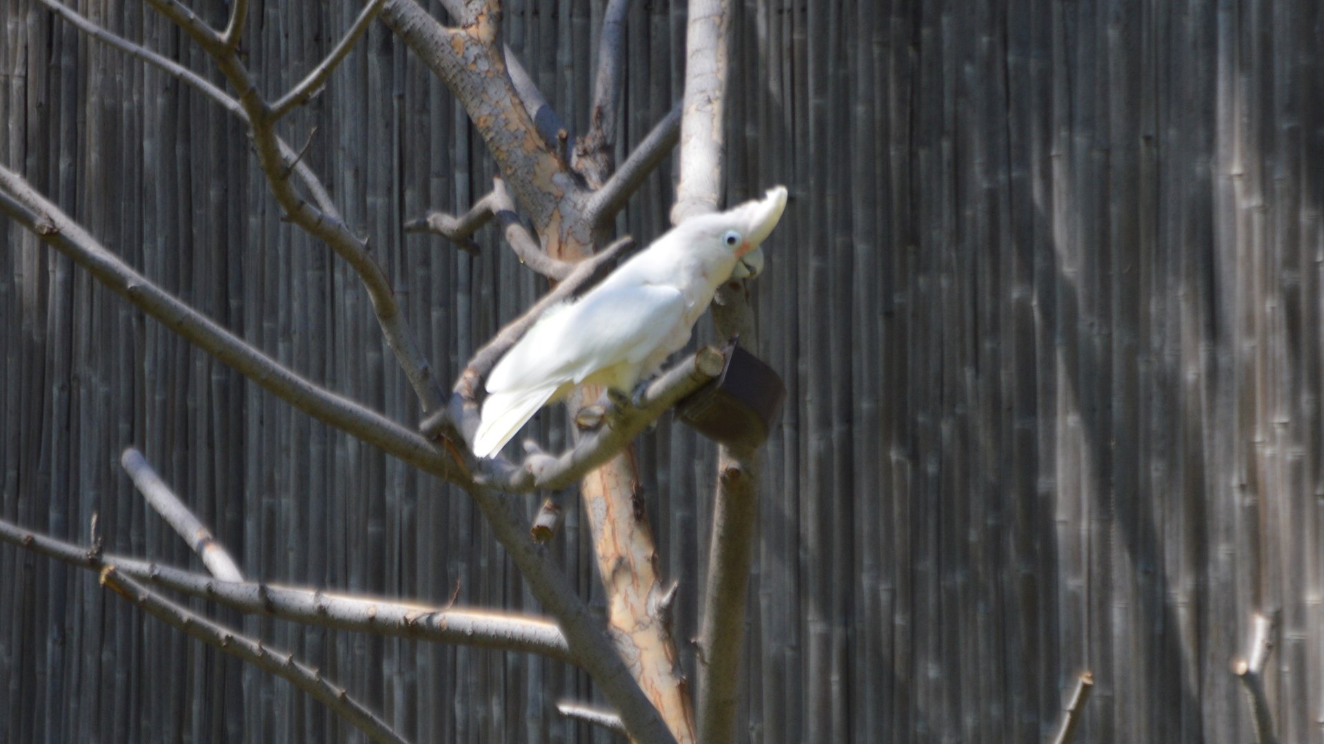 Cacatua sp. (Corella ID)