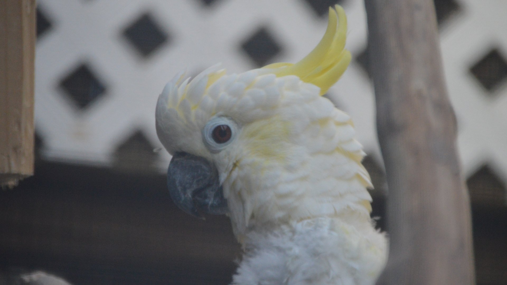 Cacatua sulphurea (any idea on the subspecies?)