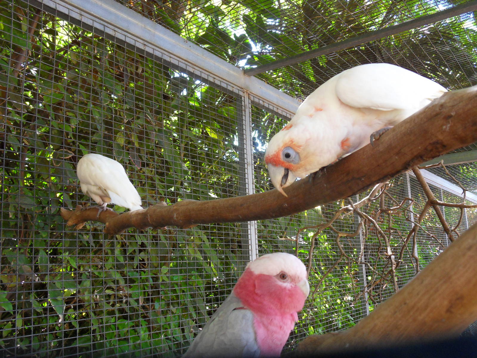 Cacatua tenuirostris and Galah