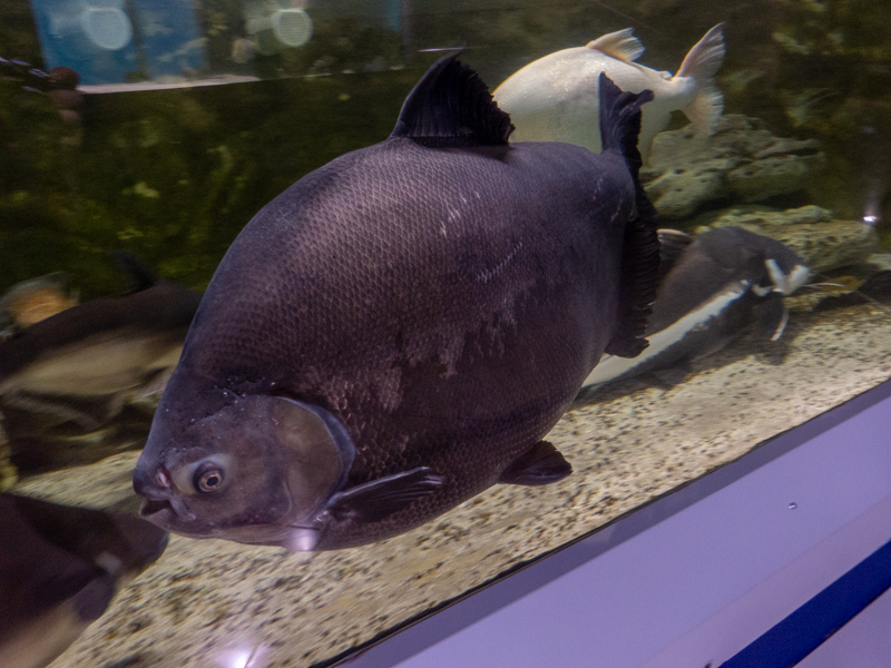 Cachama / Colossoma macropomum