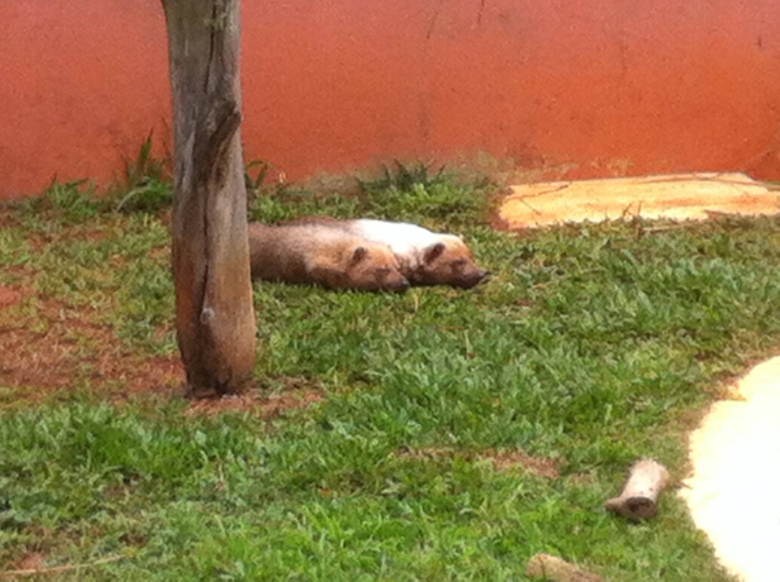 Cachorro do Mato Vinagre