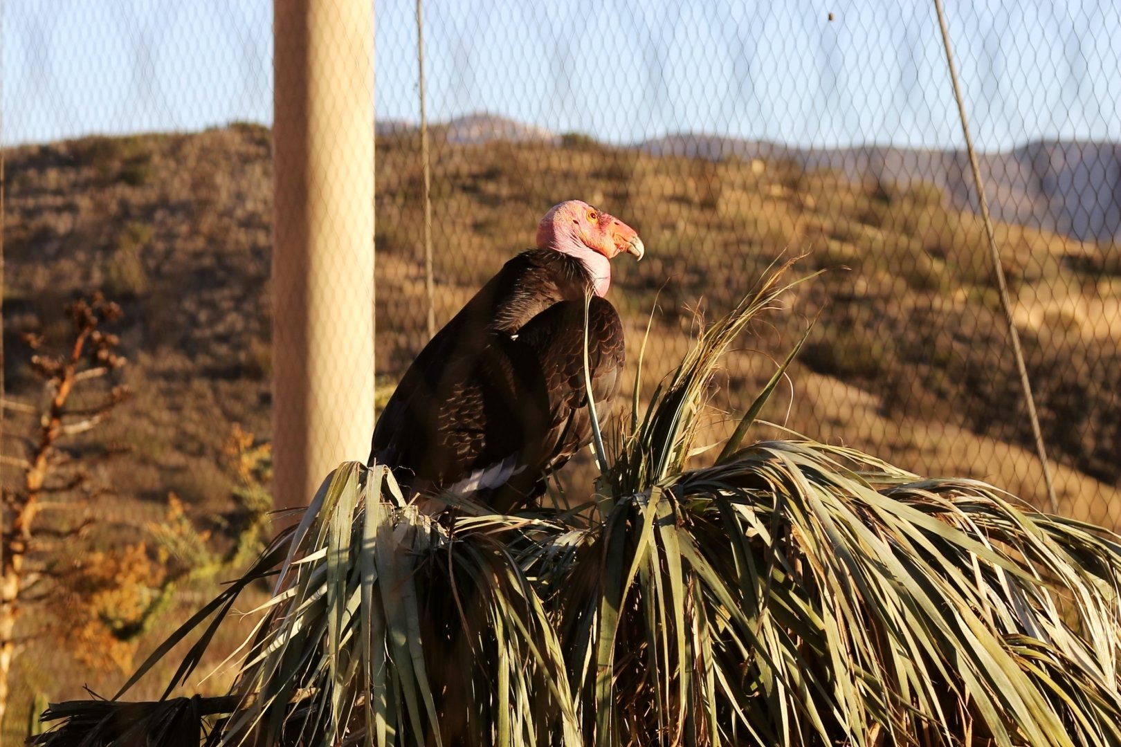 Cachuma the California Condor