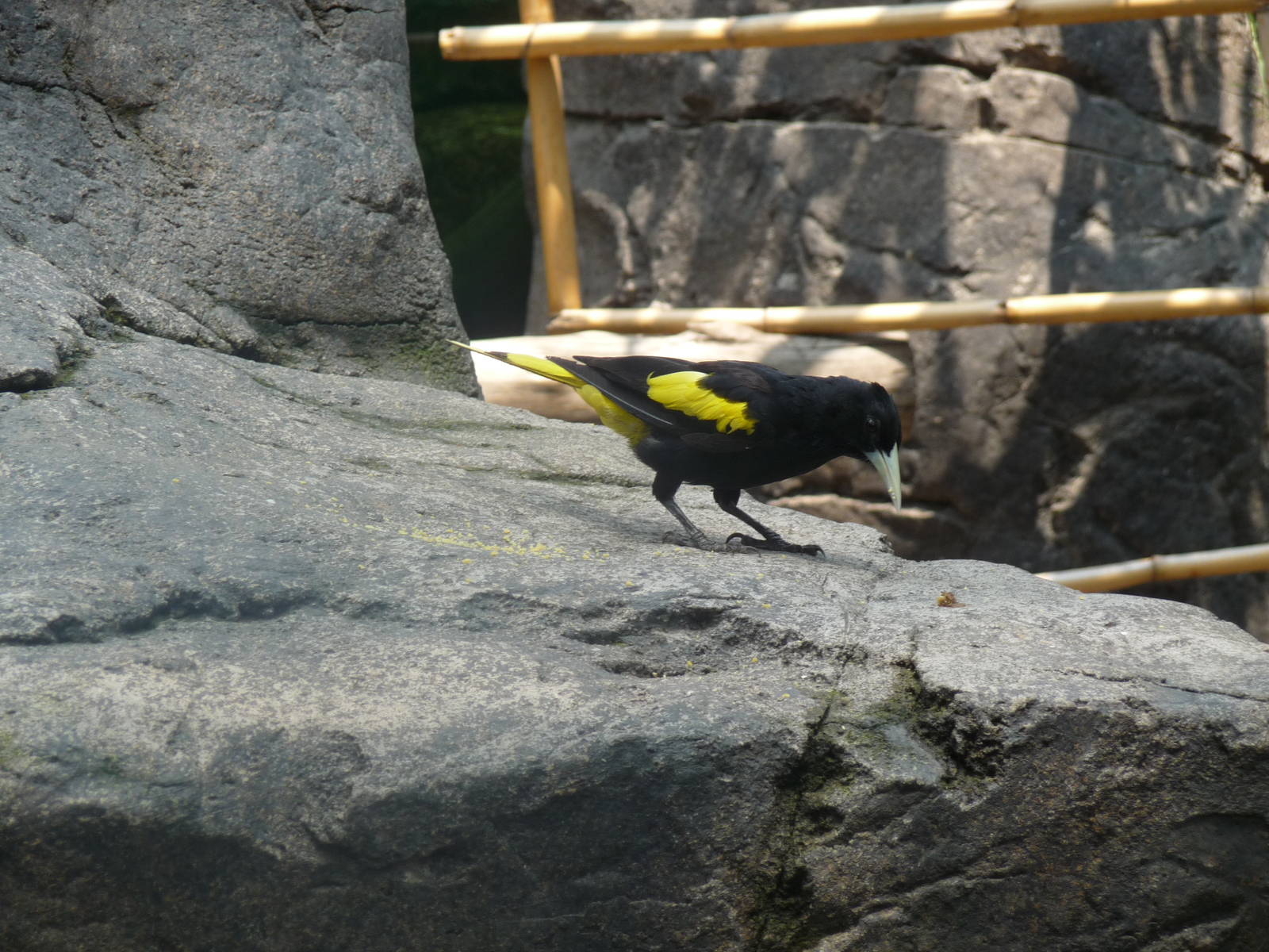 cacique bird san juan de aragon zoo
