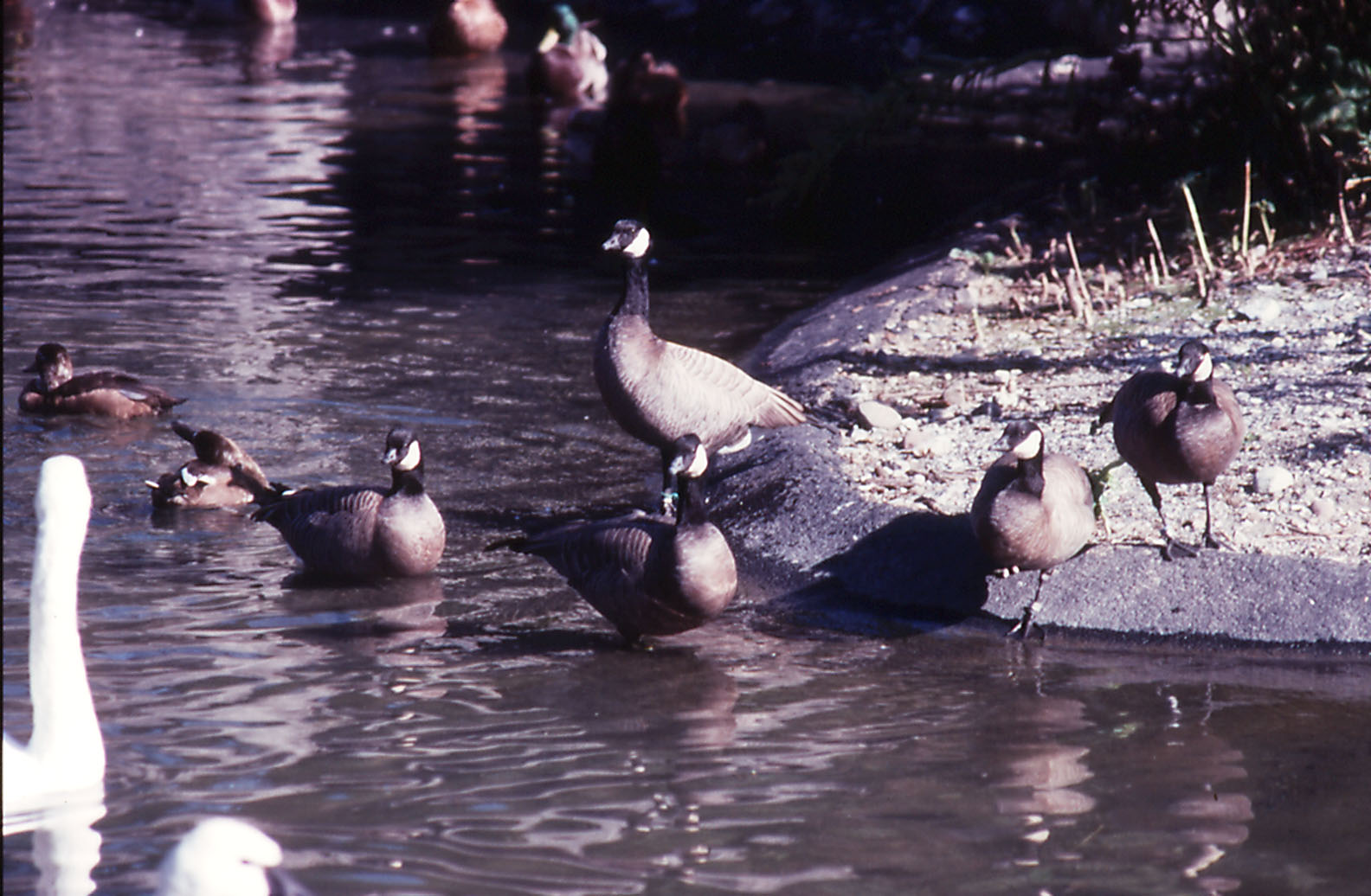 Cackling Canada Geese