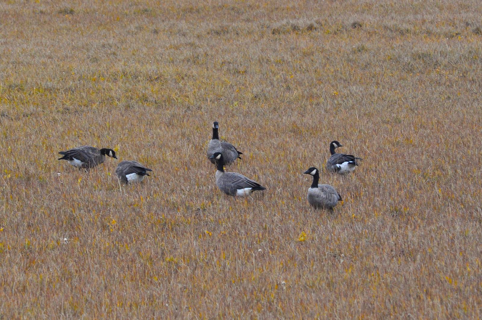 Cackling Geese - Alaska