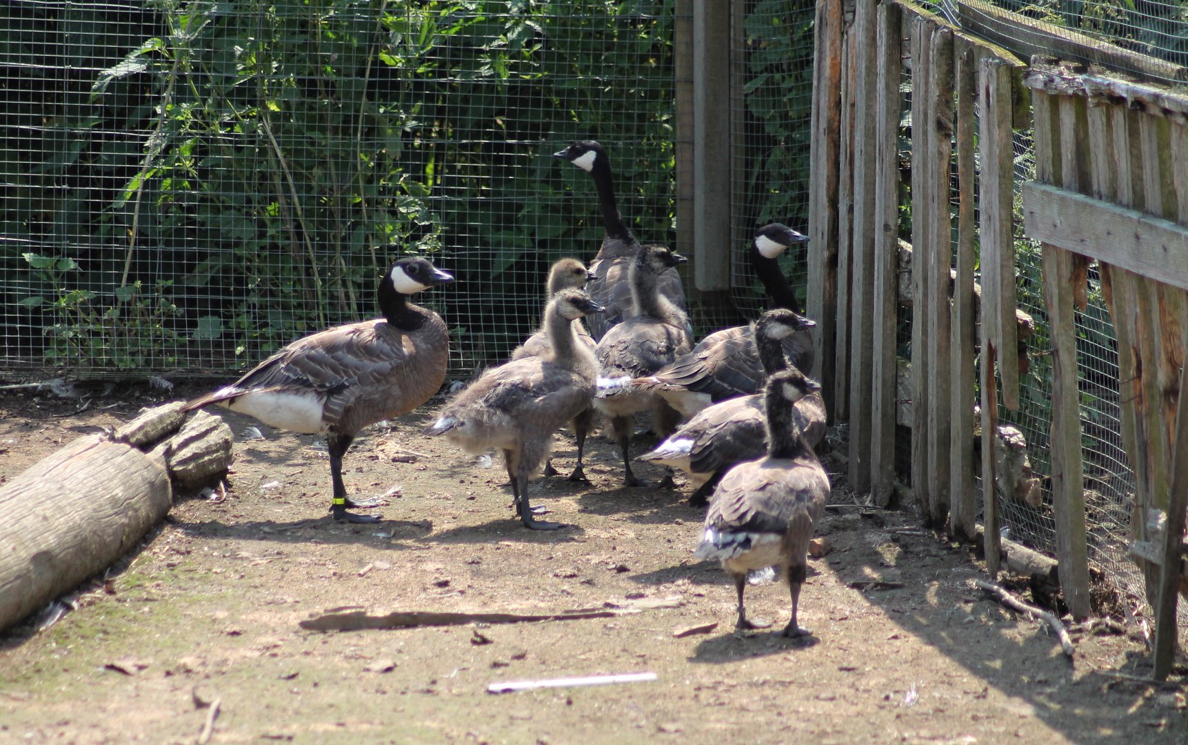 Cackling geese (B. h. minima)