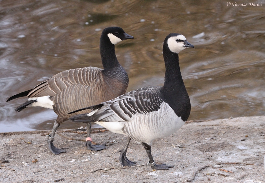 Cackling Goose (Branta hutchinsii minima) with Barnacle Goose (Branta leuco