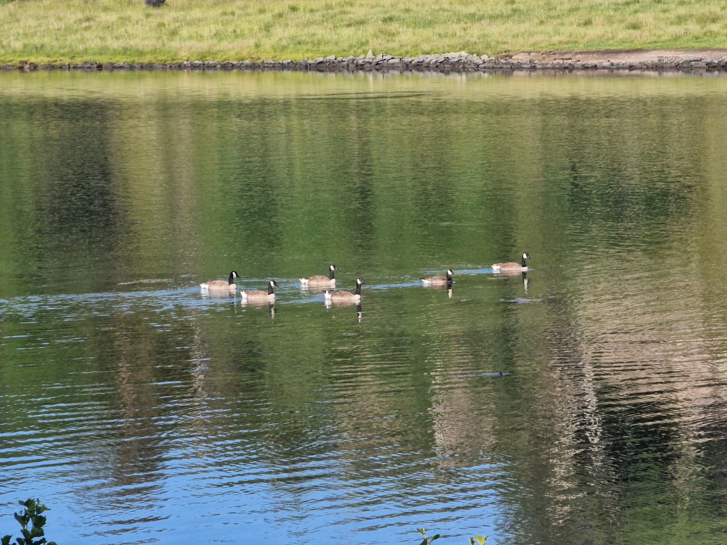Cackling goose Branta hutchinsii