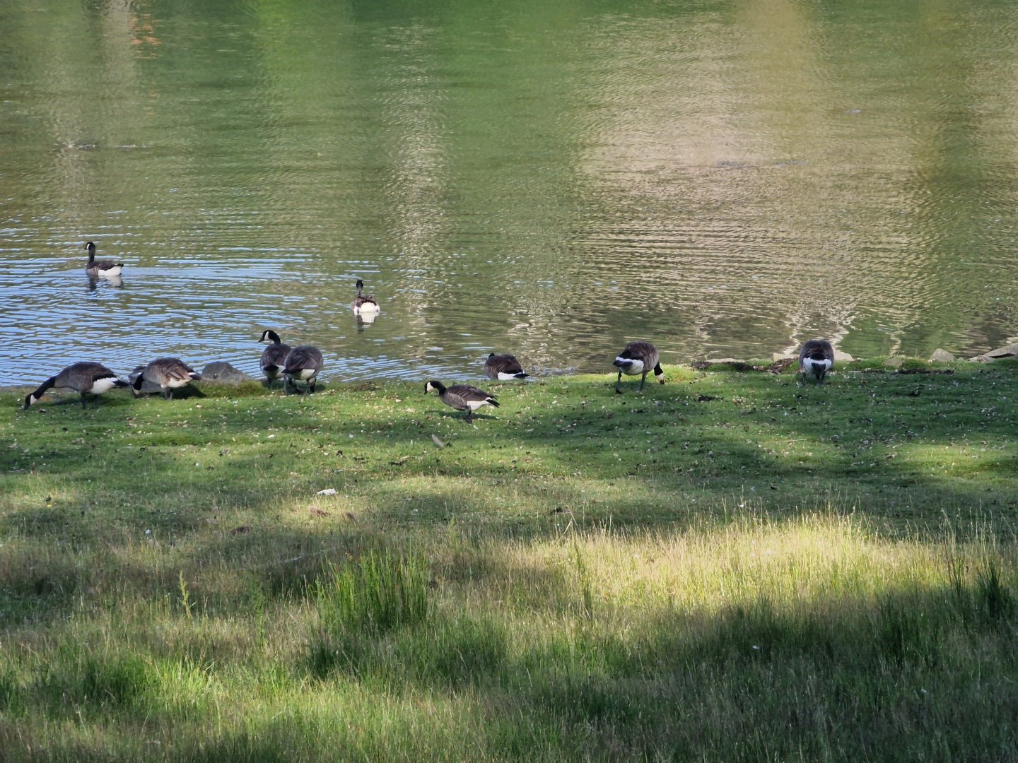 Cackling goose Branta hutchinsii