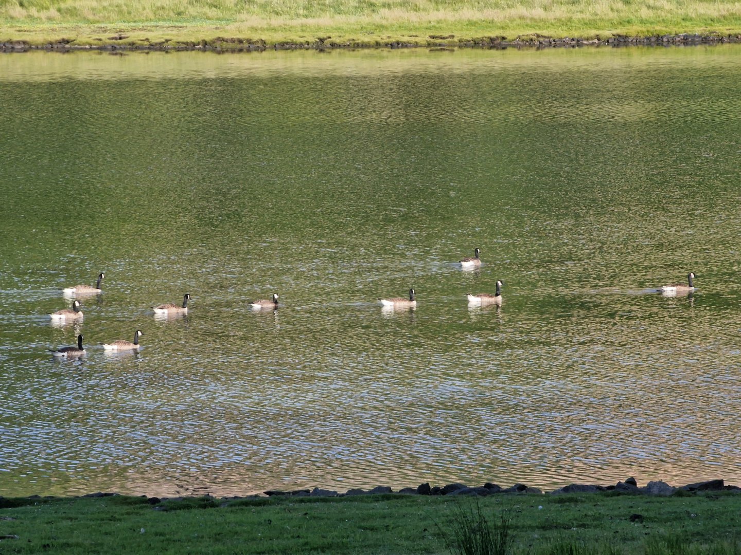Cackling goose Branta hutchinsii