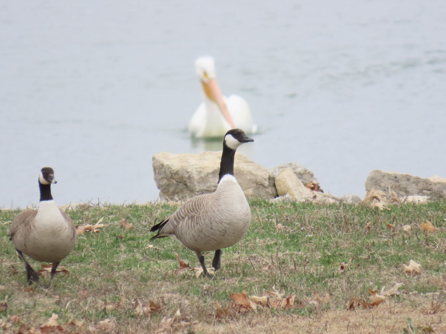 Cackling Goose (Branta hutchinsii)