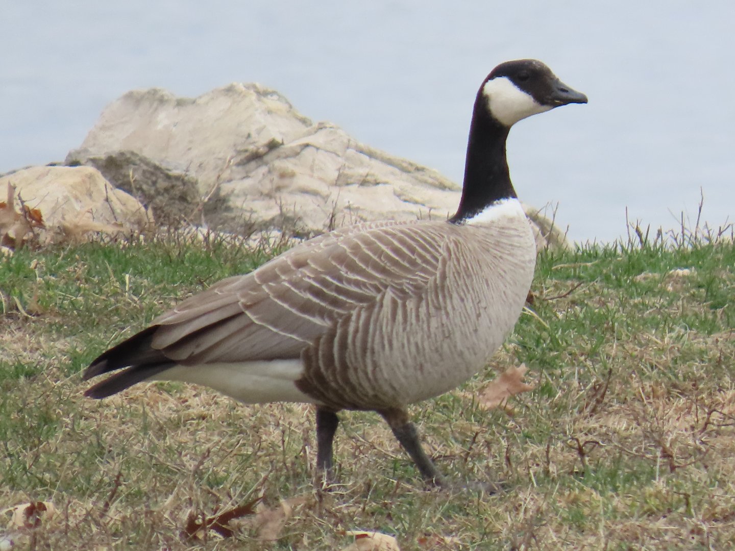 Cackling Goose (Branta hutchinsii)
